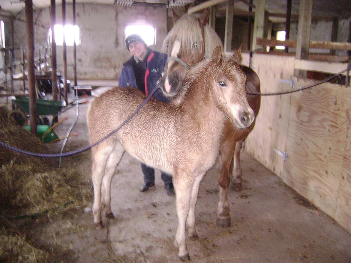 Haflinger alf lindegaard billede 3