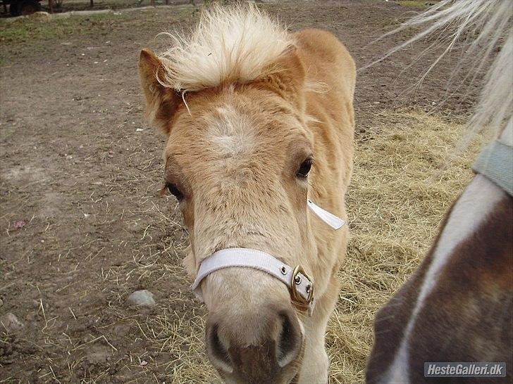 Haflinger alf lindegaard - halløj ( opdrætters billede ) billede 2
