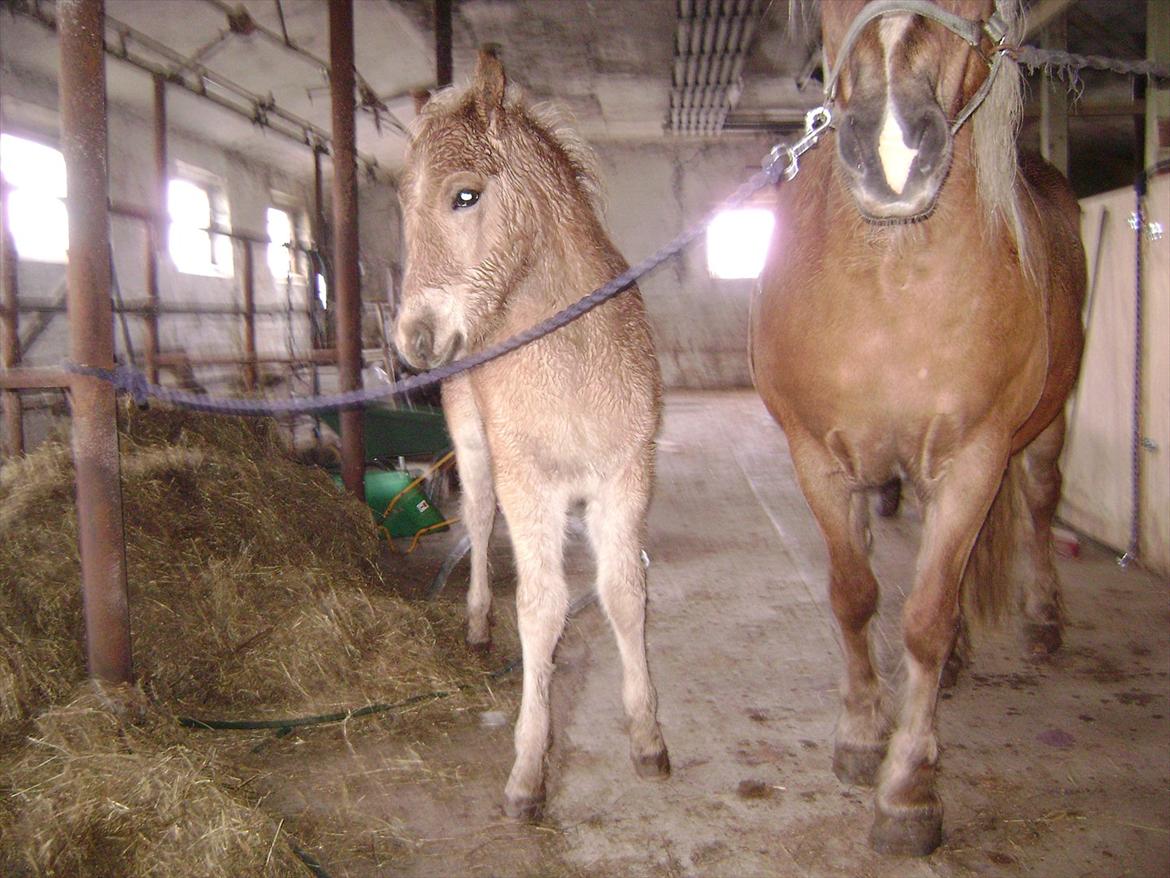 Haflinger alf lindegaard billede 4
