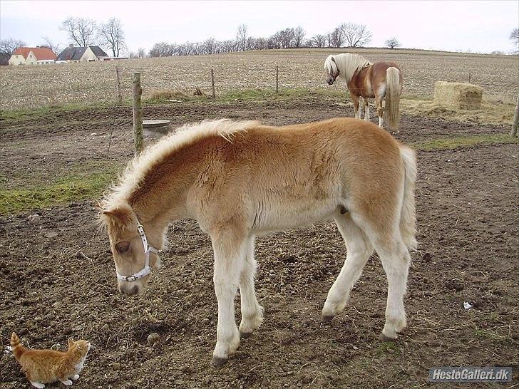 Haflinger alf lindegaard billede 5
