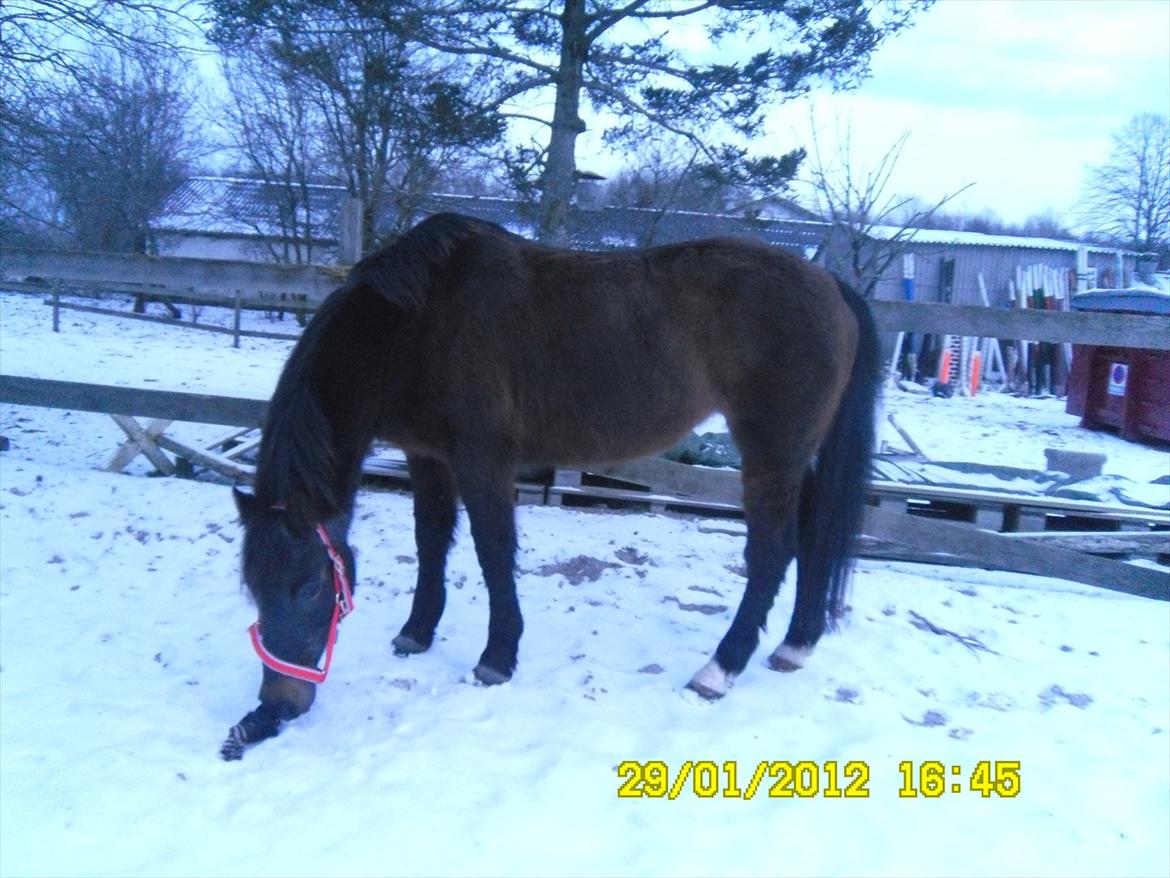 Mangalarga Marchador polly!!! <3 billede 8