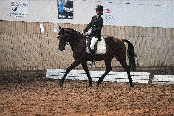 Tysk Sportspony Arking Jump.  - Bullerhesten. - Let's stick together, till the end of the world. Together, everything is possible. 
- Første stævne, 3. plads, ud af 20. - elsker dig.<3 billede 13