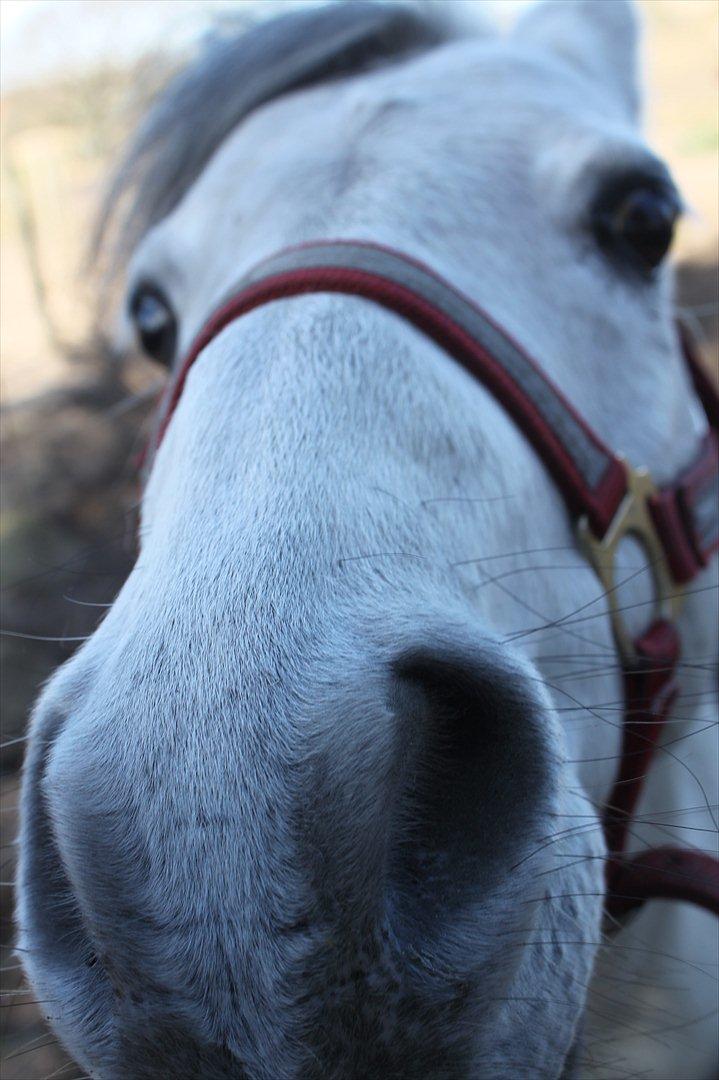 Kaspisk hest Rosmear Aram | Geden/Æsel - min prins, min helt, min hverdag.. hyggestund på folden en lækker sommerdag :) billede 19