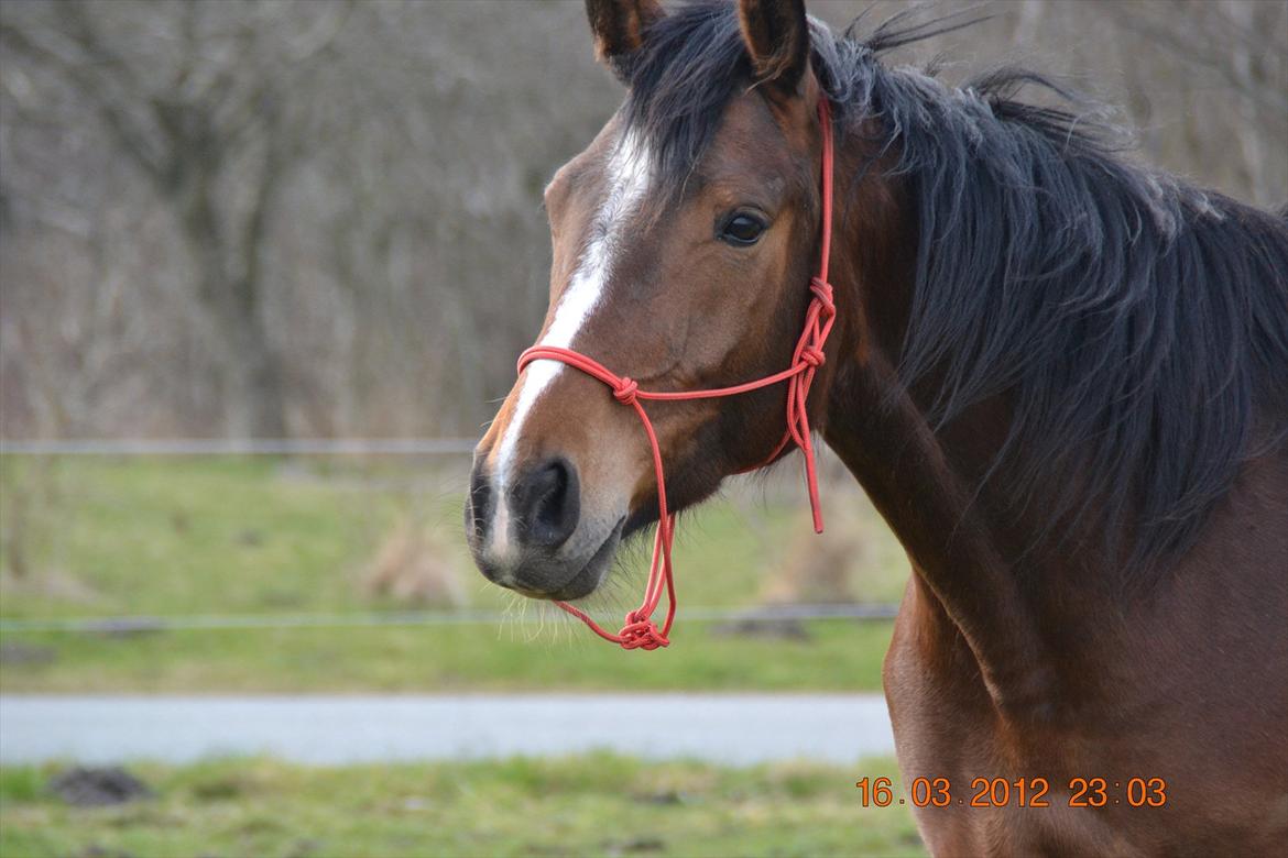 Anden særlig race Chanti billede 4
