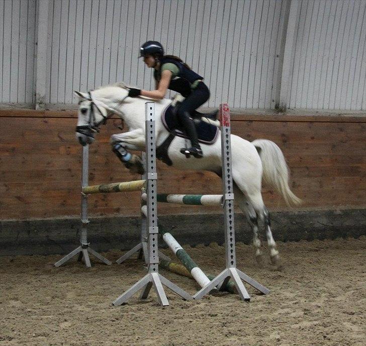 Anden særlig race Tarzan Undercover - Tarzan & Bella der træner derhjemme. billede 4