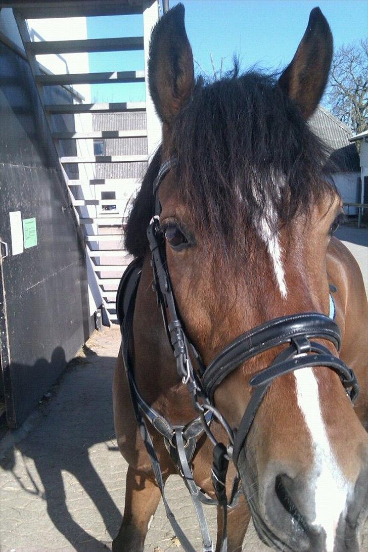 Welsh Cob (sec D) Lesto Dalton billede 8