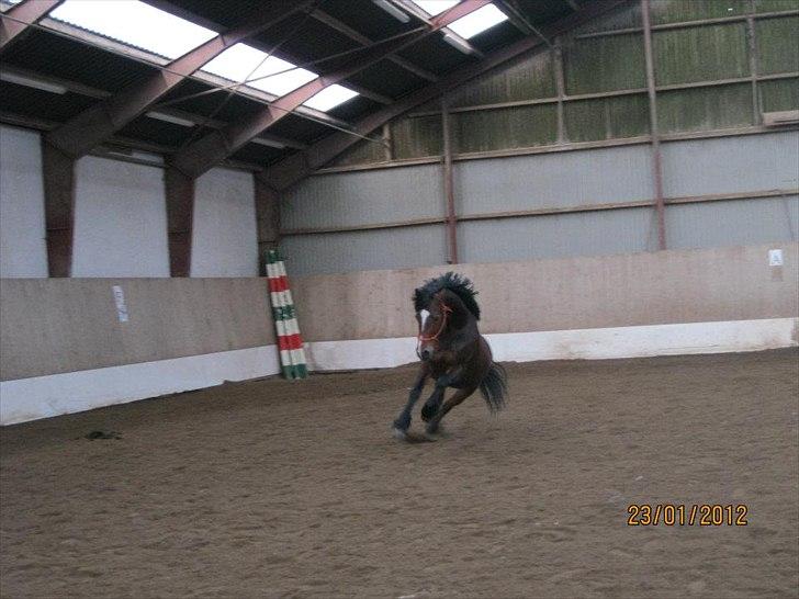 Welsh Cob (sec D) Lesto Dalton billede 3