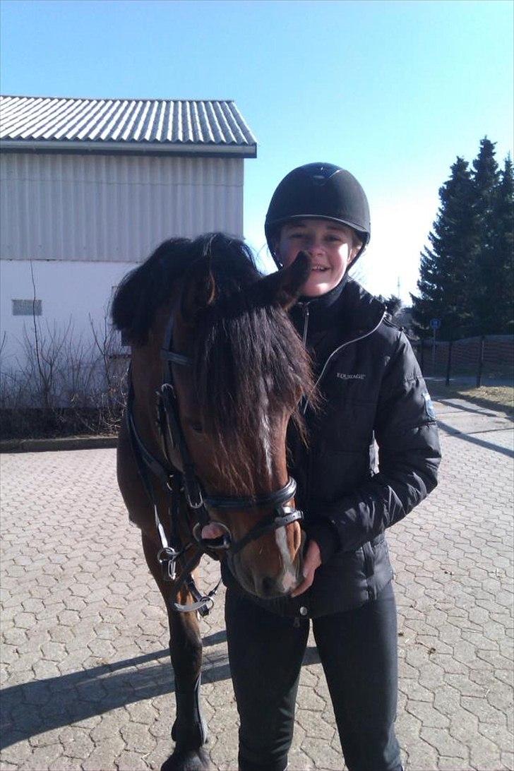 Welsh Cob (sec D) Lesto Dalton billede 4