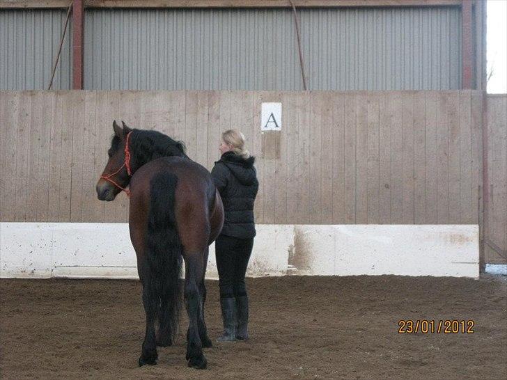 Welsh Cob (sec D) Lesto Dalton billede 5