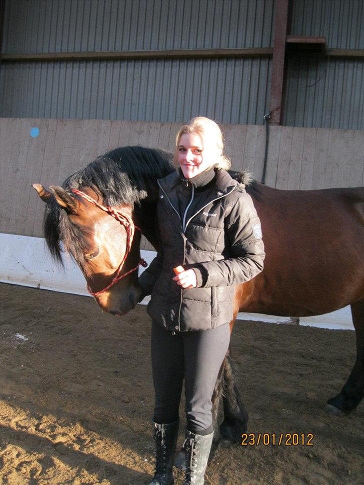 Welsh Cob (sec D) Lesto Dalton billede 6