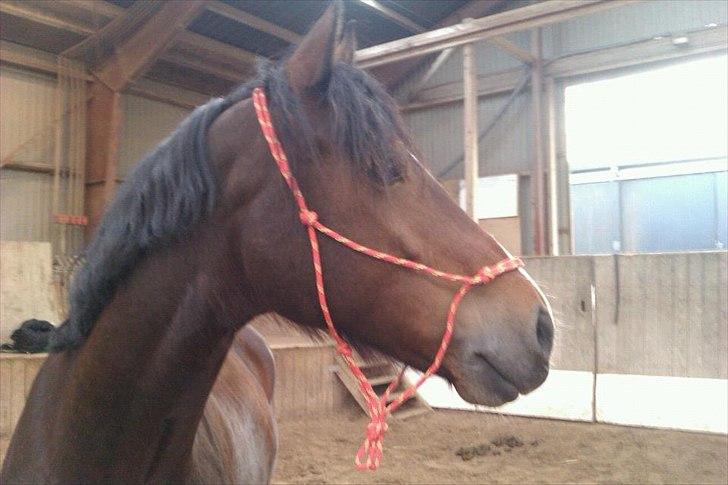 Welsh Cob (sec D) Lesto Dalton billede 2