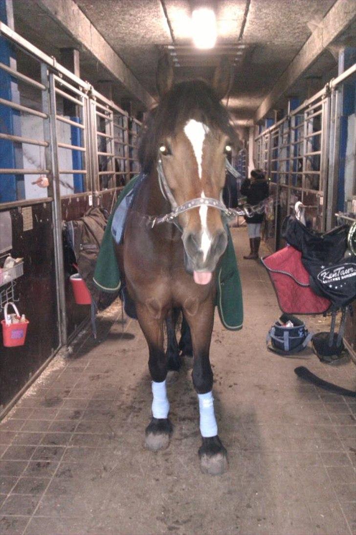 Welsh Cob (sec D) Lesto Dalton billede 7