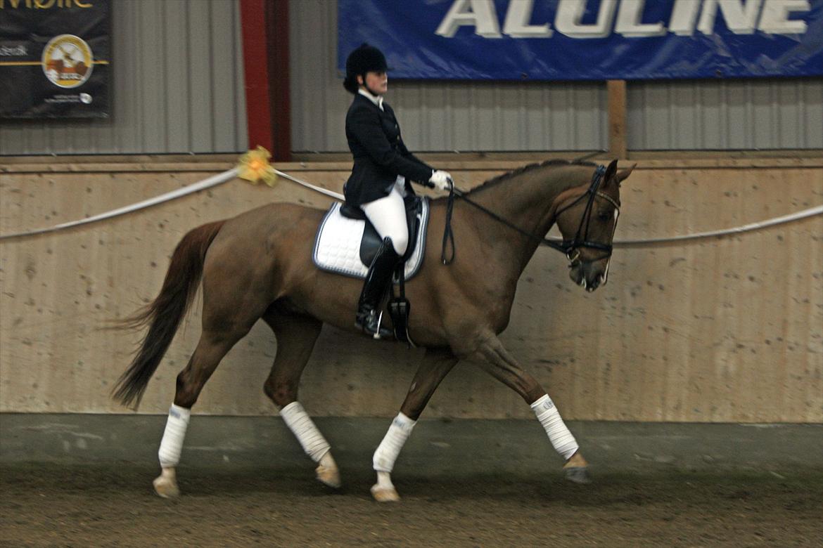 Dansk Varmblod Hecas Lazell - Marts 2012 © Sanne Svendsen billede 12