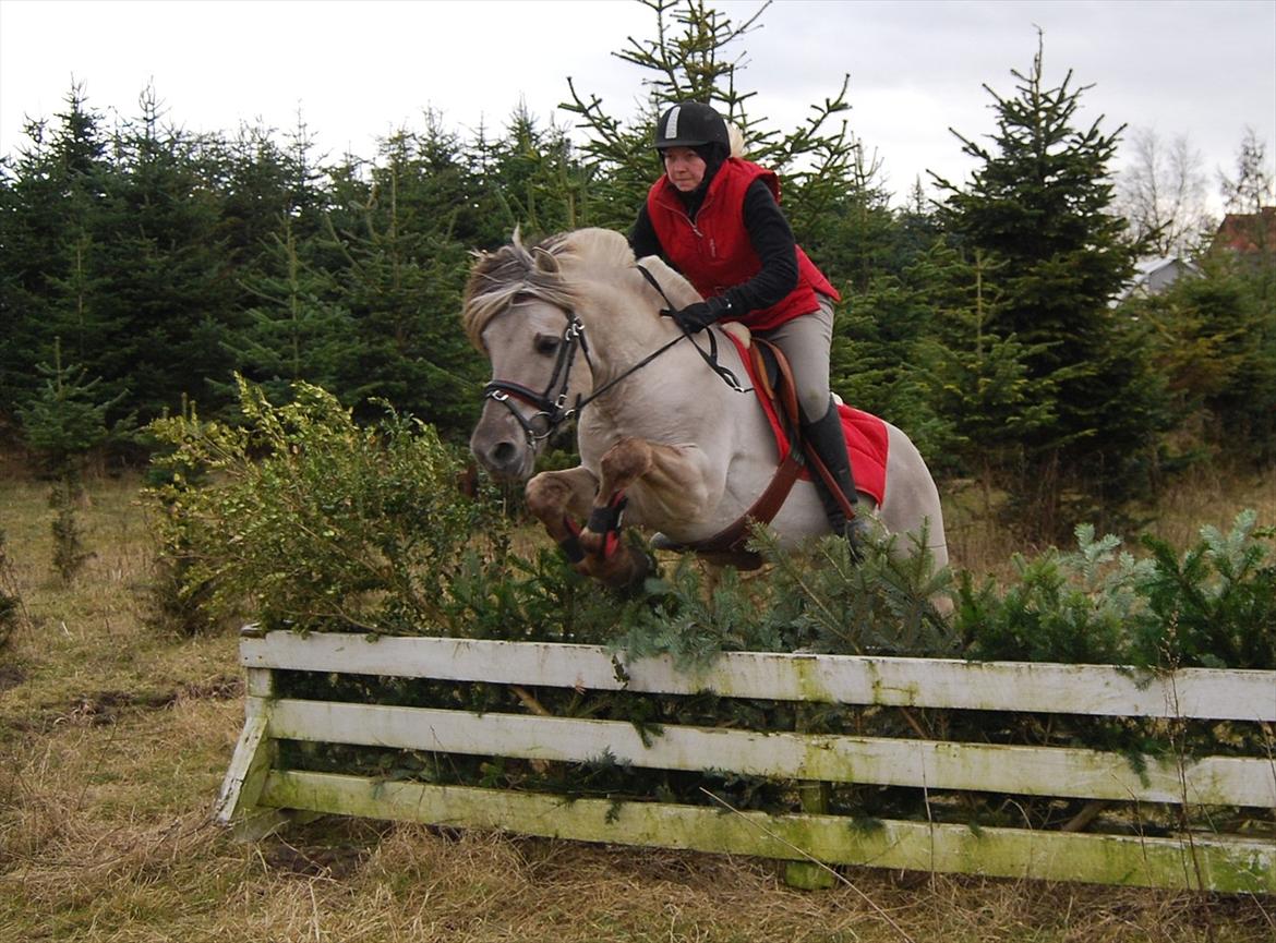 Fjordhest Hashagen´s D-Mark udlånt - terræn træning marts 2012 billede 1