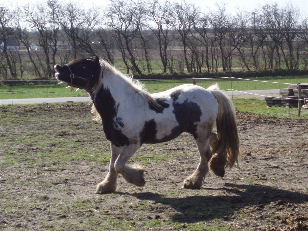 Irish Cob Mr. Sullivan *Avlshingst* - Min dejlige 5 års hingst Marts 2012 billede 3