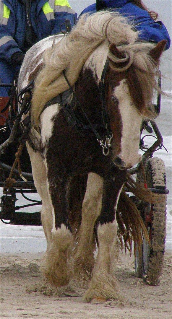 Irish Cob My Own Casmina billede 10