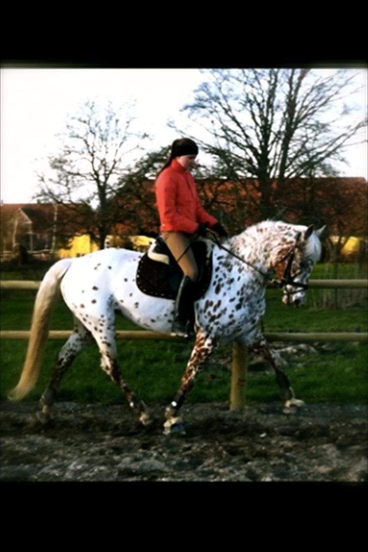 Knabstrupper Ejstrups Catador - 19.03.12 billede 14