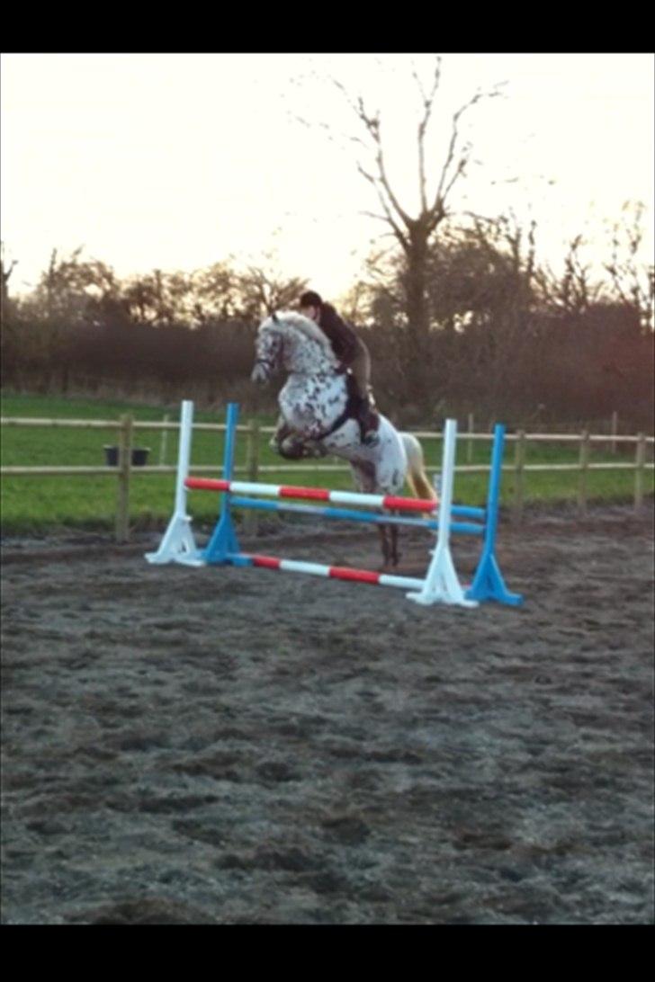 Knabstrupper Ejstrups Catador - Første springning udenfor i år. 
19.03.12 billede 15