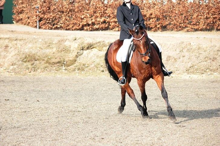 Tysk Sportspony Arking Jump.  - Bullerhesten. - I can't dance on my feet, but i can do ballet with my horse.<3
- Efter stævnet - min dreng<3 billede 6