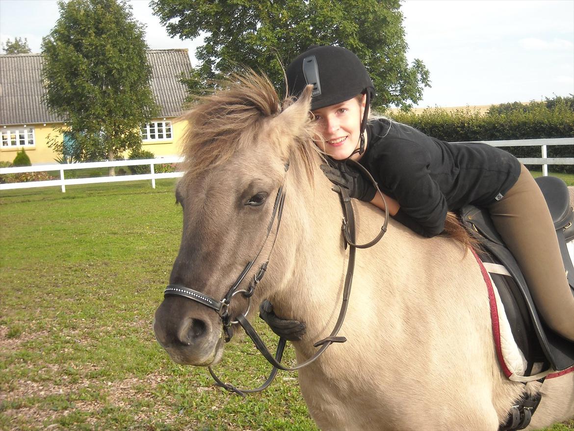 Islænder Gladur fra Gultentorp billede 16