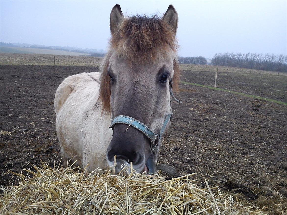 Islænder Gladur fra Gultentorp billede 1