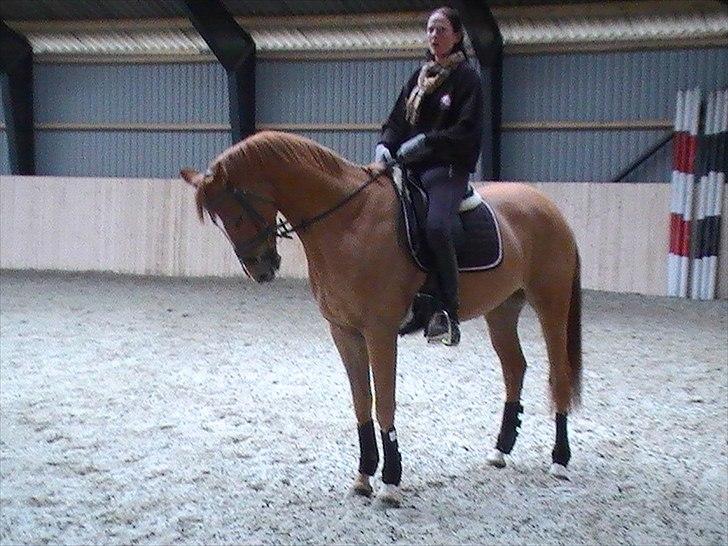 Dansk Varmblod Lovely Boy  billede 3