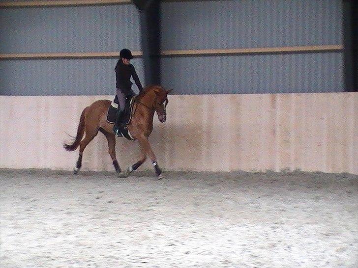 Dansk Varmblod Lovely Boy  billede 5