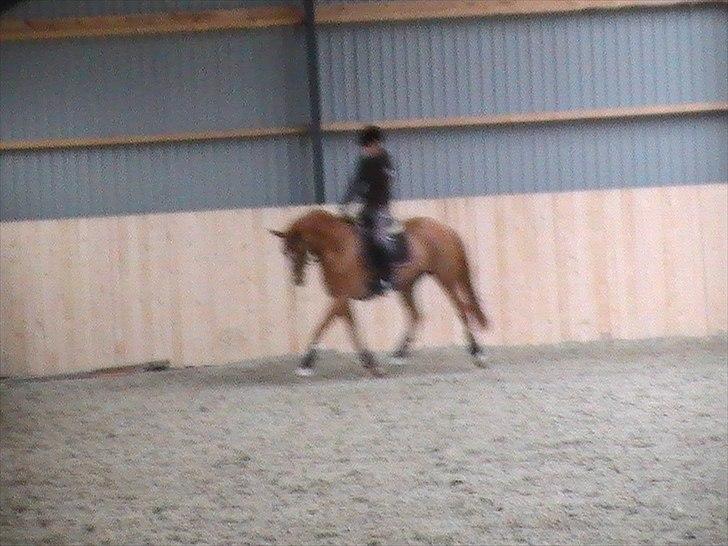 Dansk Varmblod Lovely Boy  billede 6