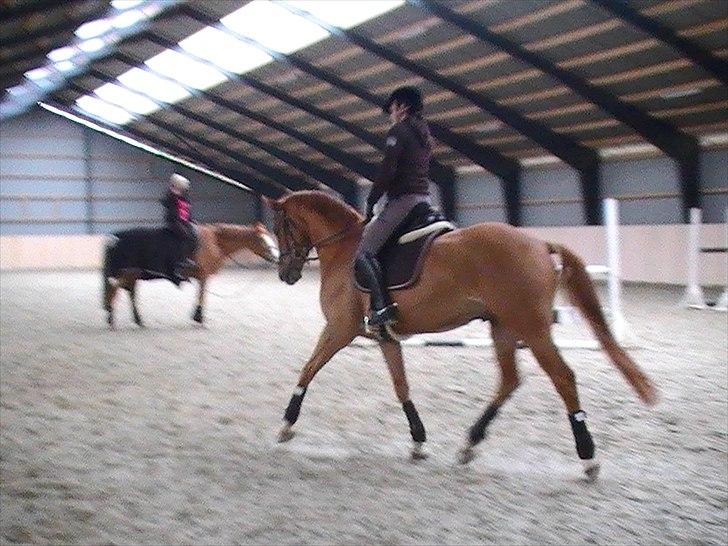 Dansk Varmblod Lovely Boy  billede 7