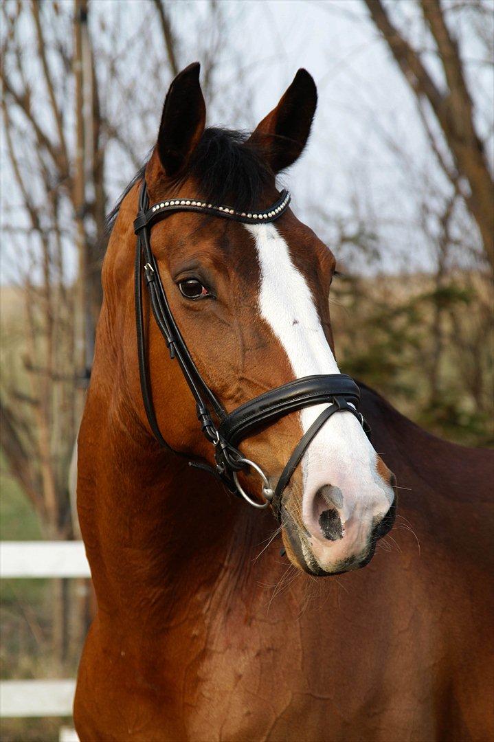 Hannoveraner Little Miss Lesly - Marts 2012 billede 5