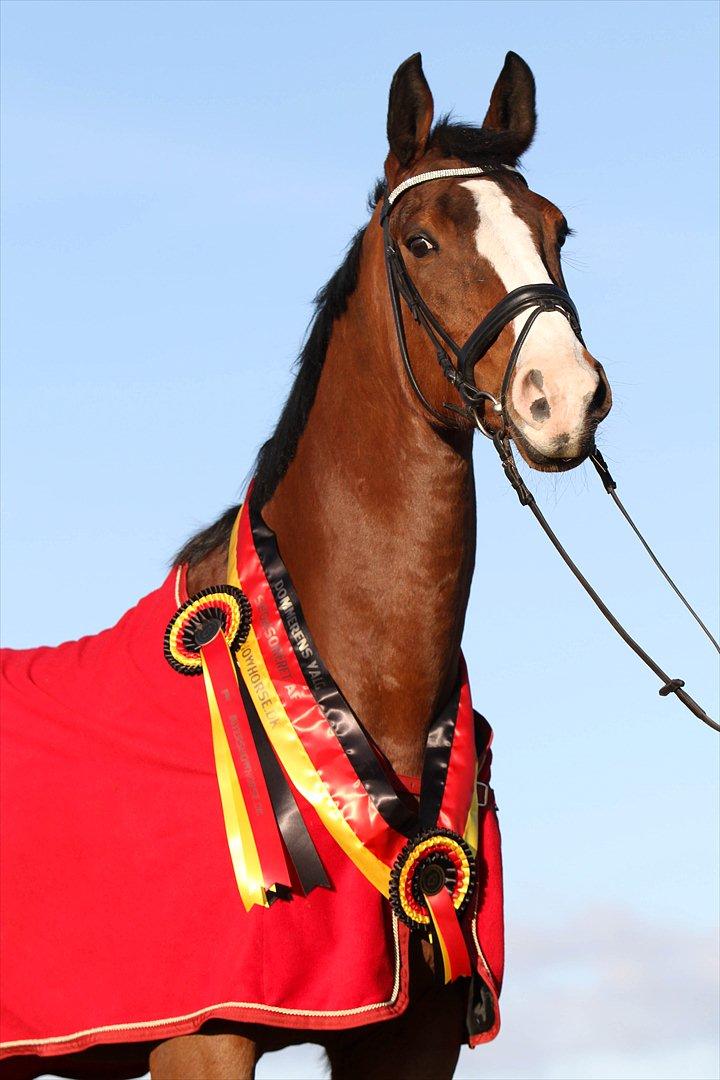 Hannoveraner Little Miss Lesly - Præmier fra Intershowhorse Oktober 2011 billede 3