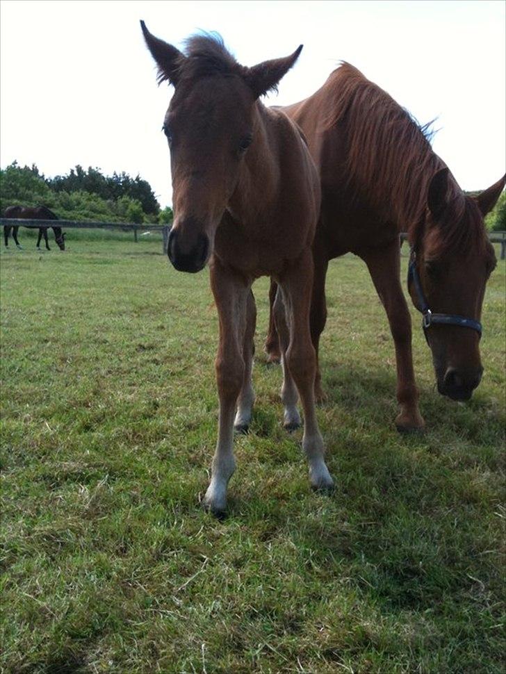 Anden særlig race Wupti billede 15