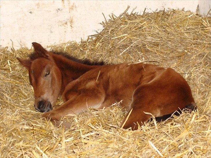 Anden særlig race Wupti billede 16