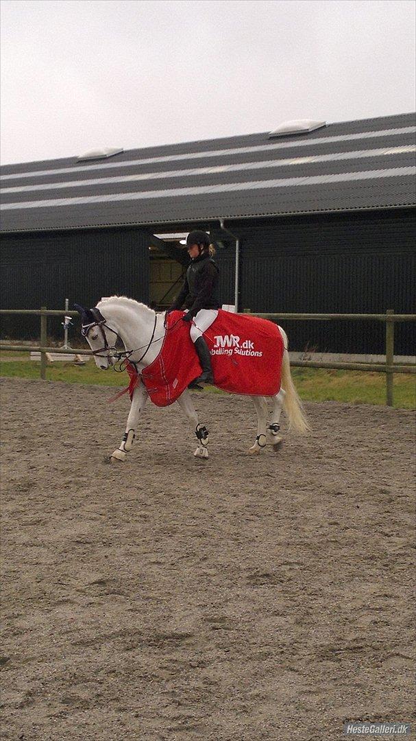 Hollandsk Sportspony Grey hound - første stævne på ham den dejlige:-* billede 3