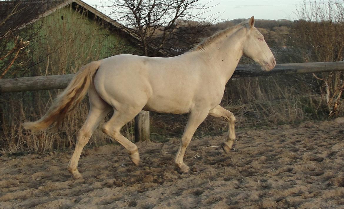 Anden særlig race Studsdals Alkymist - AL billede 13