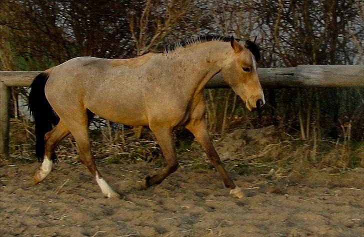 Welsh Partbred (Sec F) Bailey II Blue billede 4