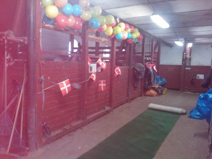 Dansk Varmblod Elleslettegårds Juvel - Dagen hvor jeg fik Juvel. Hun er inde i sin boks :-D billede 8