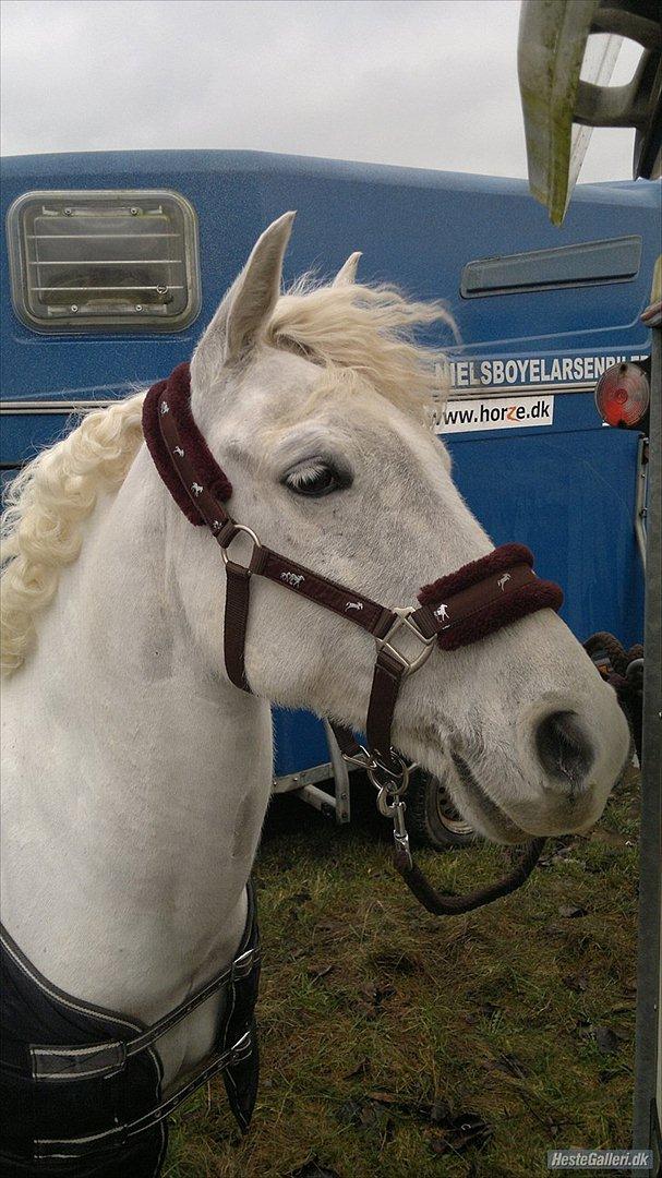 Hollandsk Sportspony Grey hound - Pony får krøller efter rosenknupper!:-D billede 11