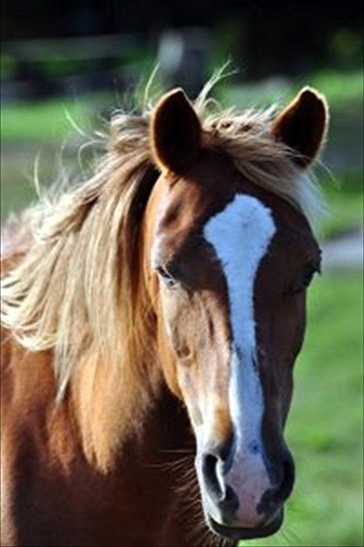 Norsk Sportspony dusty billede 1
