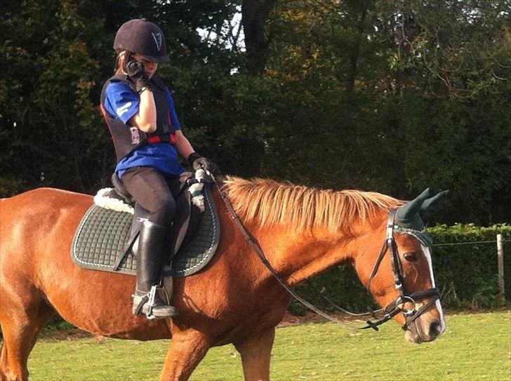 Norsk Sportspony dusty billede 2
