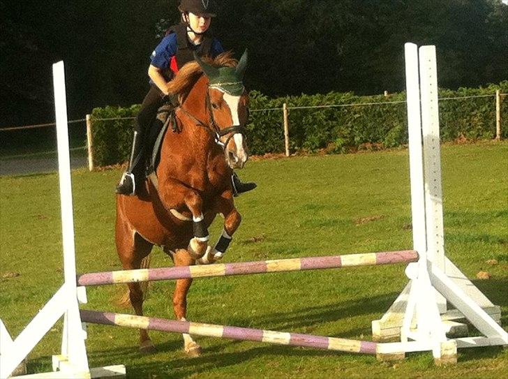 Norsk Sportspony dusty billede 3