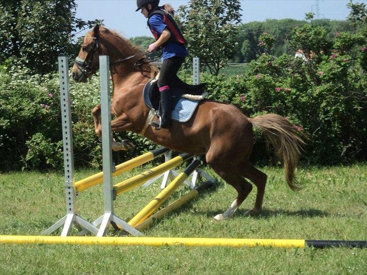 Norsk Sportspony dusty billede 4