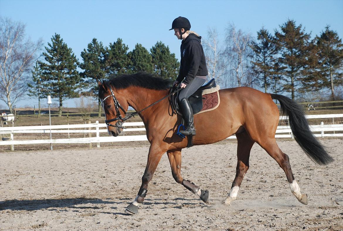 Dansk Varmblod Hedens Don Quijote - Foto: Mie Raun. billede 2