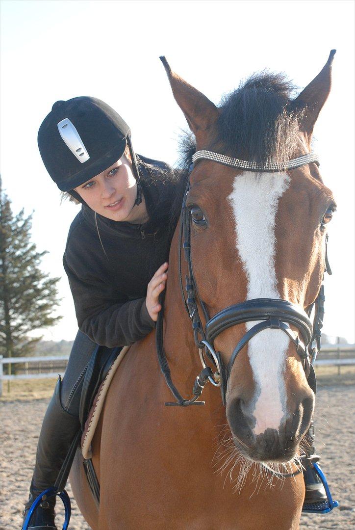 Dansk Varmblod Hedens Don Quijote - Foto: Mie Raun. billede 3