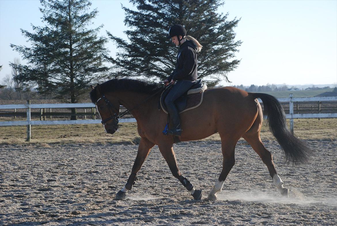 Dansk Varmblod Hedens Don Quijote - Foto: Mie Raun. billede 4