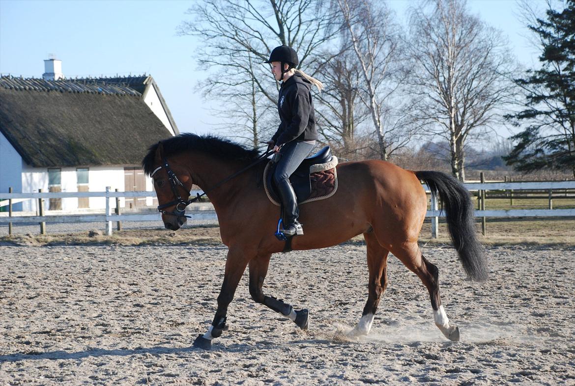 Dansk Varmblod Hedens Don Quijote - Foto: Mie Raun. billede 6