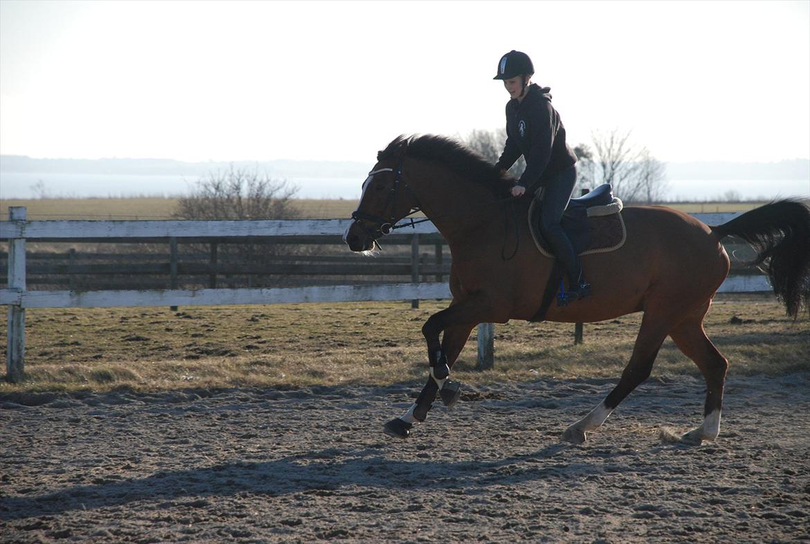 Dansk Varmblod Hedens Don Quijote - Foto: Mie Raun. billede 7