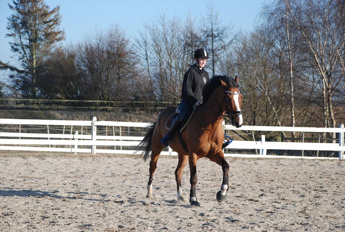 Dansk Varmblod Hedens Don Quijote - Foto: Mie Raun. billede 8