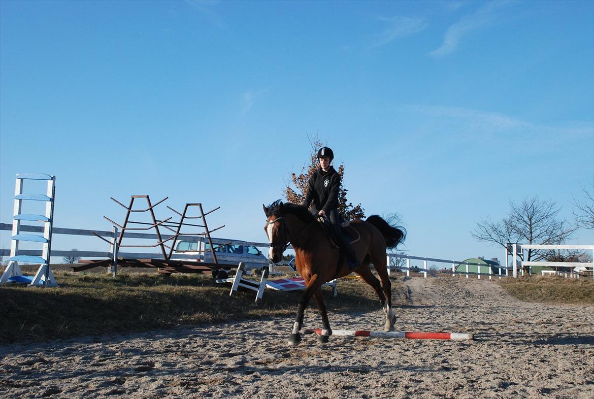 Dansk Varmblod Hedens Don Quijote - Foto: Mie Raun. billede 9
