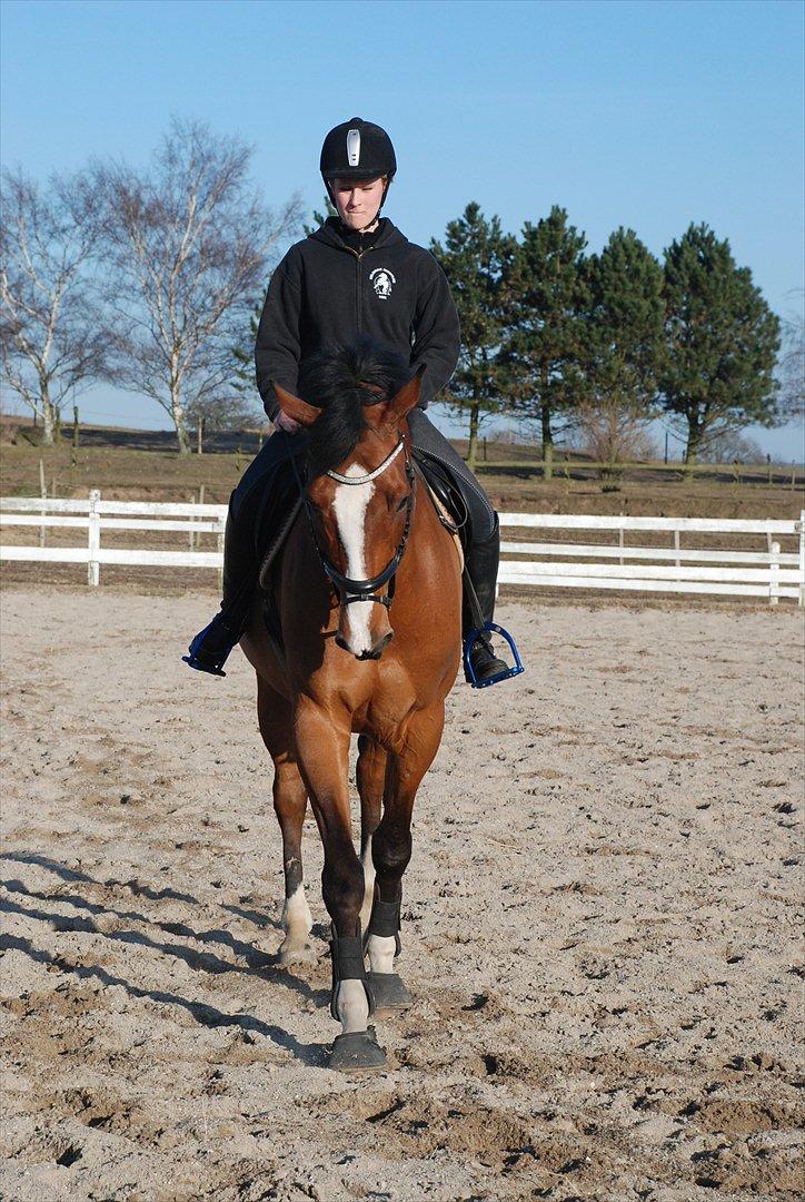 Dansk Varmblod Hedens Don Quijote - Foto: Mie Raun. billede 10